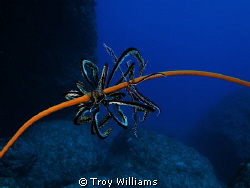 Crinoid wrapped up on whip coral @ Cape Zanpa Misaki, Oki... by Troy Williams 